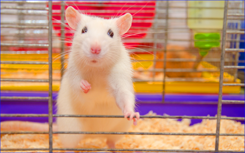 Sponsor-a-Rat Name-a-Rat – Miracle The Rat
