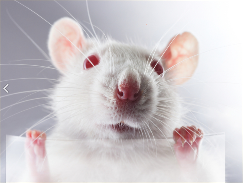 Rat #2 & 3 Reggie Rat and Roland Rat