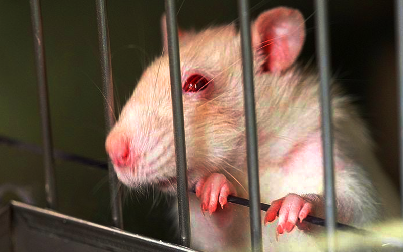 Introducing Lab Rat #5